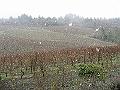 Snow in Oregon vineyard